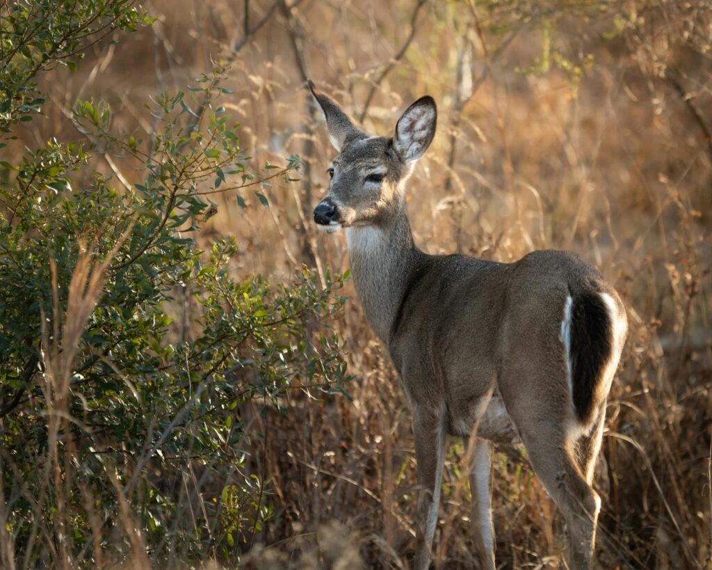 white tailed deer in autumn forest setting